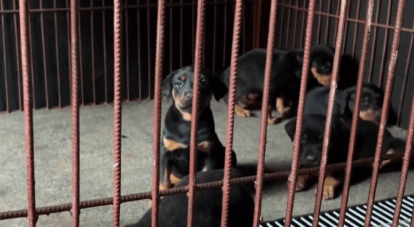 3万买的小狗,10万也不卖,大叔:这可是我们家的看家种犬 3万买的小狗,10万也不卖,大叔:这可是我们家的看家种犬