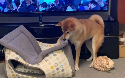 给柴犬买了一个狗窝，几分钟后…主人：不是这样用的啊！