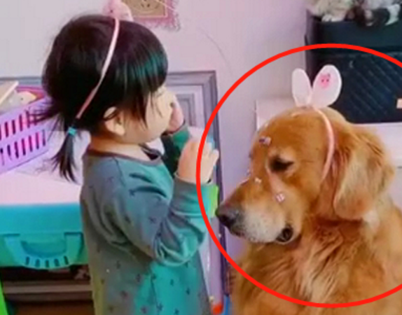 女儿给宠物们打扮，猫咪一脸不爽，狗狗一脸委屈，狗：我太难了