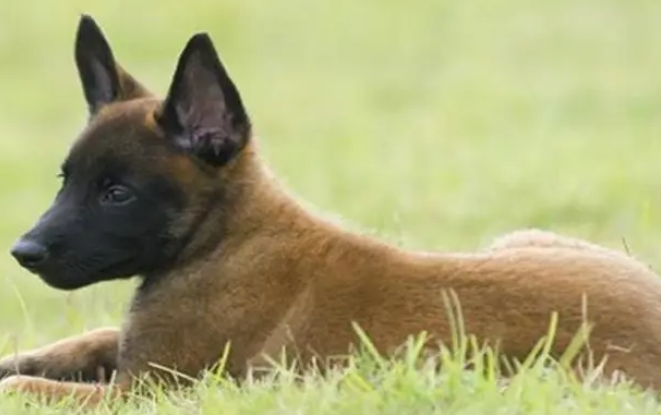 马犬怎么养?马犬的饮食禁忌 马犬怎么养?马犬的饮食禁忌