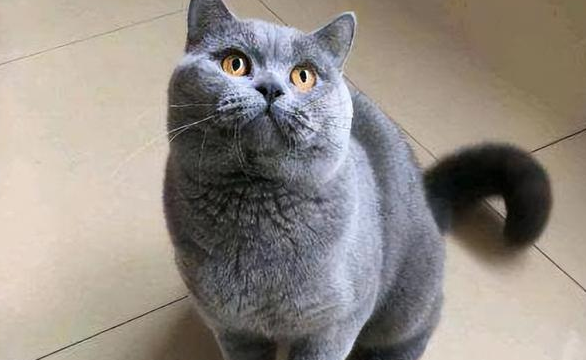 美国蓝猫最怕什么东西