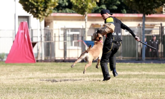 又萌又霸气！一起关注这场警犬技术实战大比武