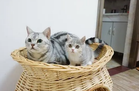 纯种猫和田园猫的区别 纯种猫和田园猫的区别