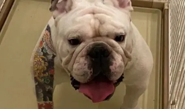 斗牛犬斗牛视频播放