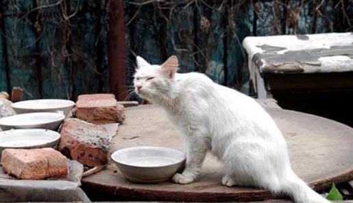 流浪猫捡到食物却偷偷藏起来，一路跟踪，发现它坚强又心酸的秘密