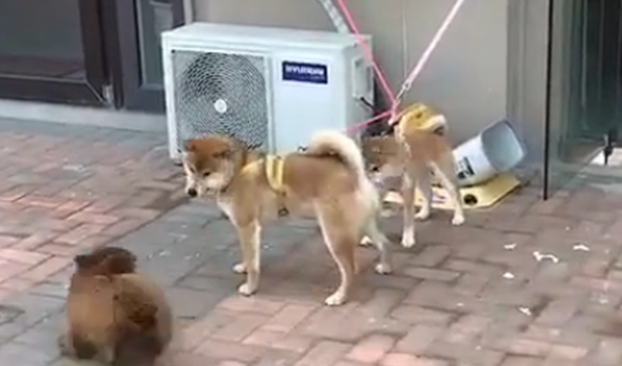 泰迪跟两只拴绳狗炫耀，第一只狗冲向泰迪，第二只狗的状态尴尬了