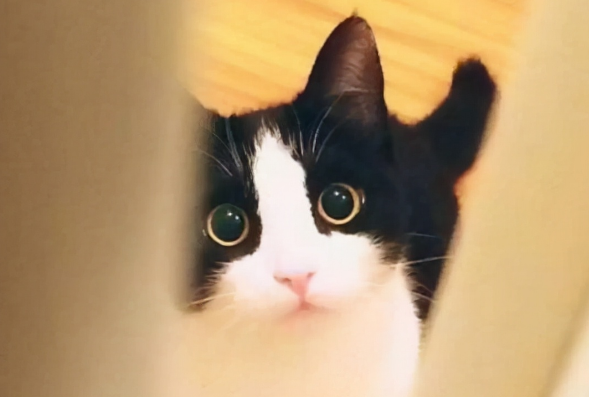 奶牛猫多少钱一只幼崽 奶牛猫多少钱一只幼崽