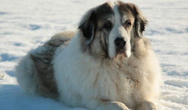 比利牛斯獒犬身价金贵，一头要价不斐，但买一头獒犬狼却不敢猖狂