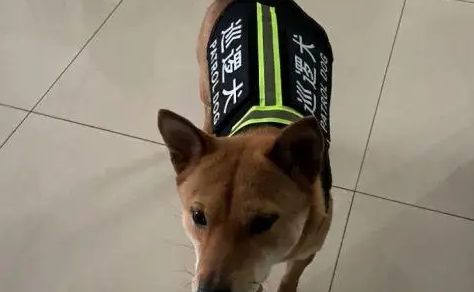女子小区遛弯发现“警犬” 仔细一看是“冒牌货”! 女子小区遛弯发现“警犬” 仔细一看是“冒牌货”!