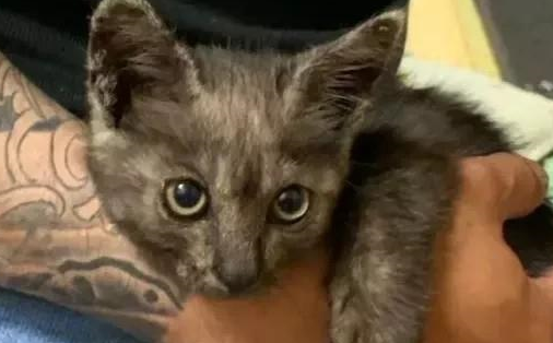 “同样一只猫,在流浪街头时,与被收养后表现的判若两猫” “同样一只猫,在流浪街头时,与被收养后表现的判若两猫”