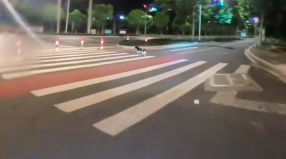 女生遇狗贩子抓流浪狗,鼓足勇气骑车去拦截!结果舒适却有遗憾! 女生遇狗贩子抓流浪狗,鼓足勇气骑车去拦截!结果舒适却有遗憾!
