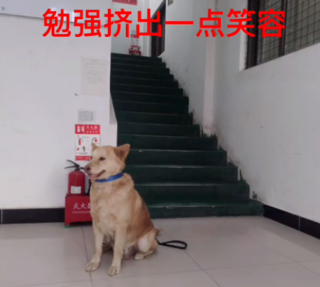 10岁土松犬当保安月薪3000,看门、捉老鼠还兼职模特。一看工资条…哈哈哈! 10岁土松犬当保安月薪3000,看门、捉老鼠还兼职模特。一看工资条…哈哈哈!