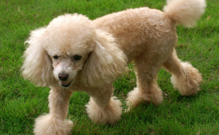贵宾犬做奇葩造型,结果意外走红?铲屎官揭露狗狗背后心酸真相! 贵宾犬做奇葩造型,结果意外走红?铲屎官揭露狗狗背后心酸真相!