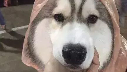 下雨天偶遇了一只穿雨衣的汪星人……