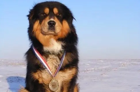 中国十大凶犬 中国十大凶犬