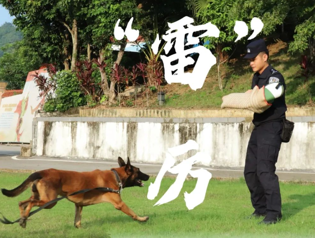 当“雷”厉遇上“枫”行 ——记南疆国门的“警犬神兵” 当“雷”厉遇上“枫”行 ——记南疆国门的“警犬神兵”