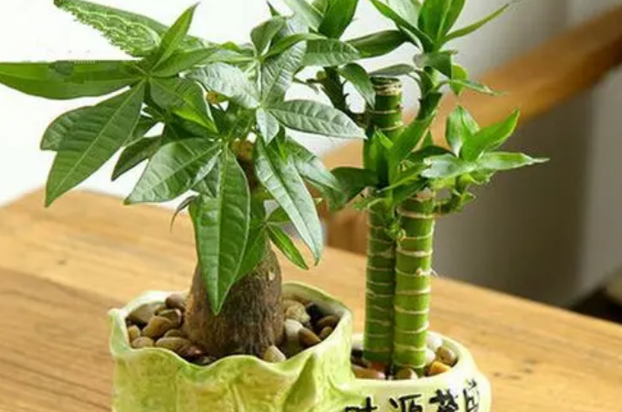 文竹好养吗 文竹好养吗