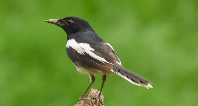 四喜鸟叫声三十分钟大叫 四喜鸟叫声三十分钟大叫
