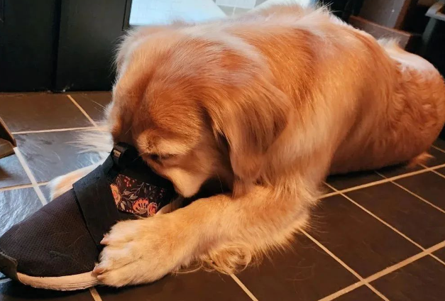 这只黄金猎犬有个怪癖，它到底在闻什么？