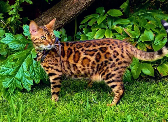 长着豹纹的猫是什么猫