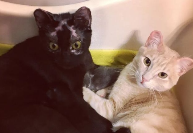 流浪猫为了报恩，在火灾中拯救主人，而被火烧秃了头