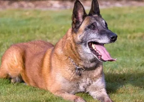 昆明犬和马犬杂交崽图 昆明犬和马犬杂交崽图