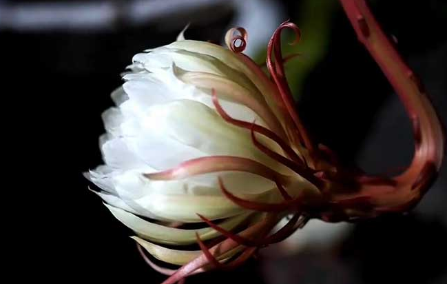 昙花为什么招鬼 昙花为什么招鬼