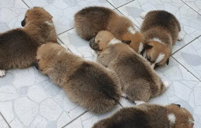 朱秀华借尸还魂