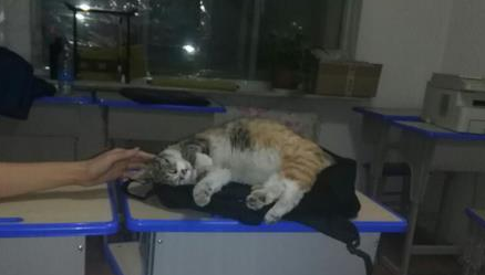 流浪猫妈妈向我求救,刚开始很嫌弃它,后来一幕让我后悔不已 流浪猫妈妈向我求救,刚开始很嫌弃它,后来一幕让我后悔不已