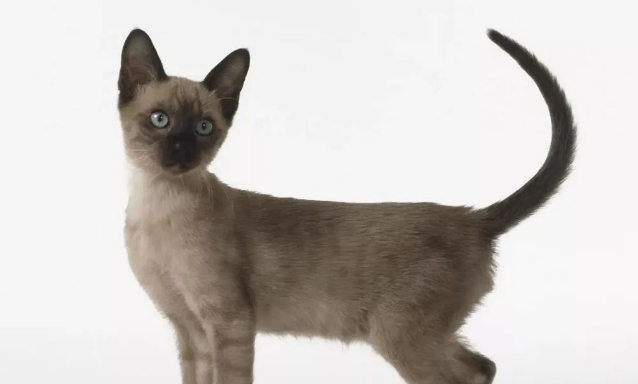 年度最受欢迎的十大猫咪品种,第1名你养过吗? 年度最受欢迎的十大猫咪品种,第1名你养过吗?