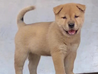 中华田园犬在多地被禁养,那么它应该去哪里?网友:太讽刺了 中华田园犬在多地被禁养,那么它应该去哪里?网友:太讽刺了