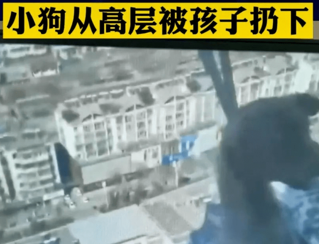 喜报！喜报！《反虐待动物法》可能真的要来了！