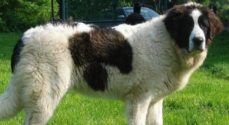 比利牛斯獒犬养护训练及价格 比利牛斯獒犬养护训练及价格