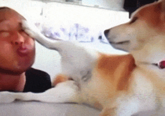柴犬:想亲我,这辈子你都别想了,网友:这狗子内心住着一只喵 柴犬:想亲我,这辈子你都别想了,网友:这狗子内心住着一只喵