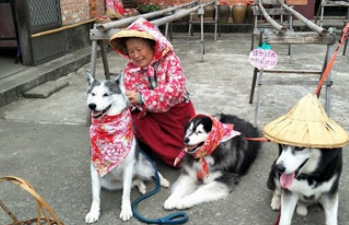 二哈回农村体验乡下风情，被奶奶穿上奇葩服饰，真的是毫无违和感