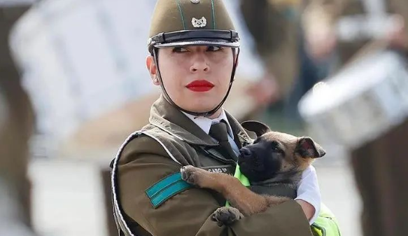 警犬参加阅兵一路笑场,喜成全国显眼包!网友:这是要把敌人笑死? 警犬参加阅兵一路笑场,喜成全国显眼包!网友:这是要把敌人笑死?