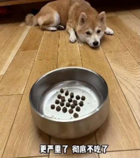 柴犬绝食急坏主人,结果网友一句话点醒主人! 柴犬绝食急坏主人,结果网友一句话点醒主人!