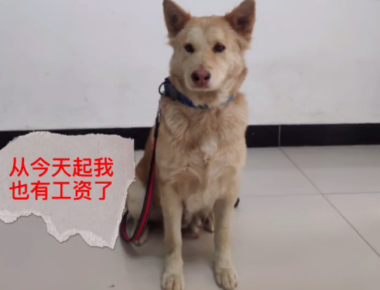 10岁土松犬当保安月薪3000,看门、捉老鼠还兼职模特。一看工资条…哈哈哈! 10岁土松犬当保安月薪3000,看门、捉老鼠还兼职模特。一看工资条…哈哈哈!