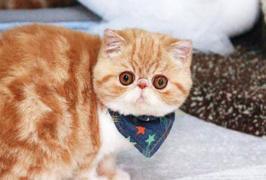 加菲猫又叫什么猫 加菲猫又叫什么猫