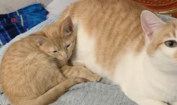 小橘猫越长越像孙红雷，就连猫妈妈都犯愁：铲屎的这下咋整