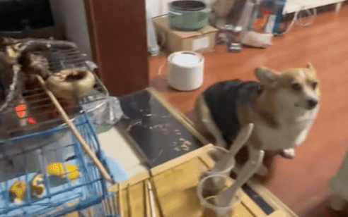 主人用狗笼子来做烧烤，半夜狗和自己都中毒，去了医院一起输液！