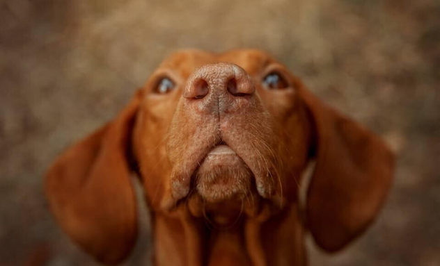 国内极其少见的犬种，智商和体能的完美结合——维兹拉犬！