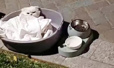 因病被主人弃养的宠物猫，躺在路边默默等死，还好有人没放弃它