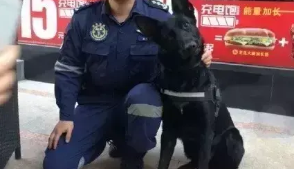 因为过度劳累，搜救犬黑豹在连续救援22天后殉职