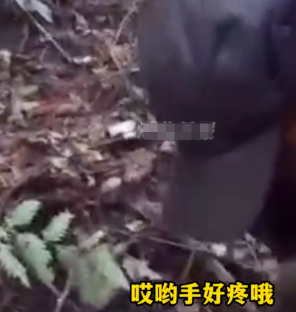 警犬“憨豆”和“牛牛”如何在7小时内找到走失的老人？