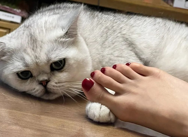 养猫久了才明白，它“假咬”你，不是在跟你玩 