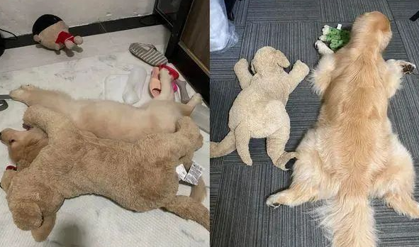 从一样大就抱着睡!黄金猎犬拆爆无数娃娃独留同类伙伴 从一样大就抱着睡!黄金猎犬拆爆无数娃娃独留同类伙伴