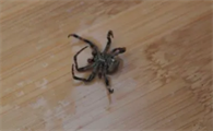 家里有大蜘蛛可以打死吗