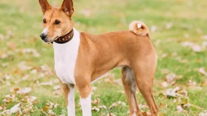巴仙吉犬的形态特征 一双灵敏的倒三角耳朵 巴仙吉犬的形态特征 一双灵敏的倒三角耳朵