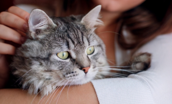 怀孕和养猫并不冲突?专家:最好慎重 怀孕和养猫并不冲突?专家:最好慎重